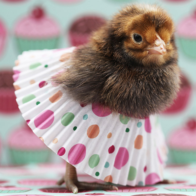 Chicken cupcake tutus.