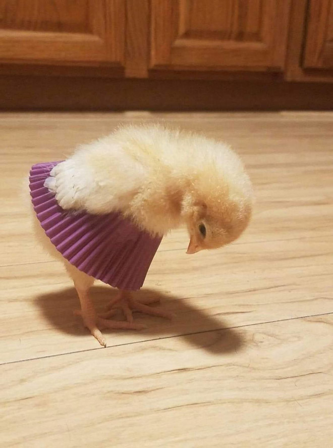 Chicken cupcake tutus.