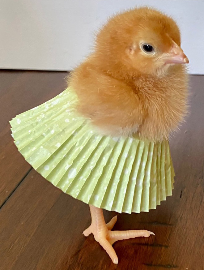 Chicken cupcake tutus.