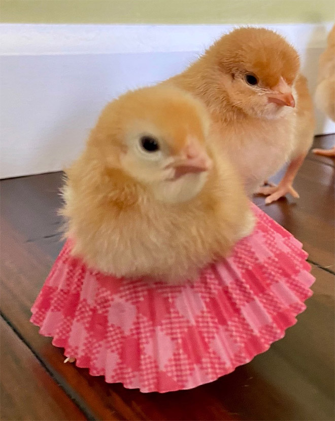 Chicken cupcake tutus.