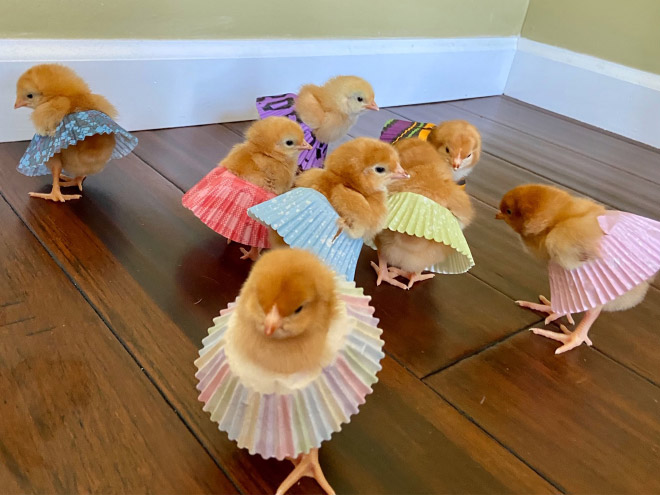 Chicken cupcake tutus.