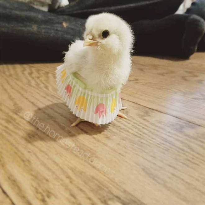 Chicken cupcake tutus.