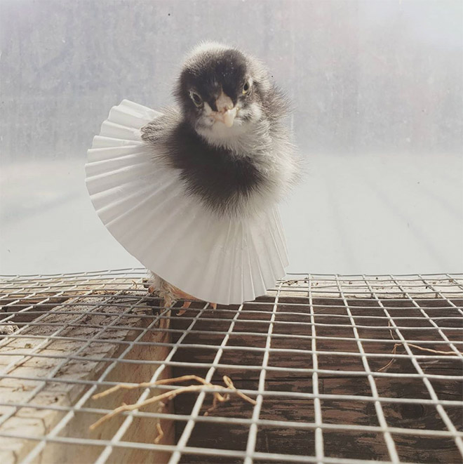 Chicken cupcake tutus.