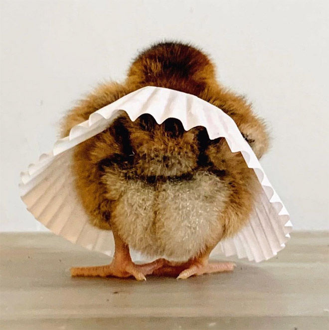 Chicken cupcake tutus.