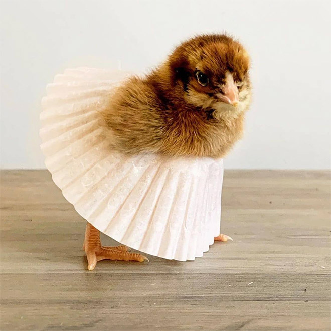 Chicken cupcake tutus.