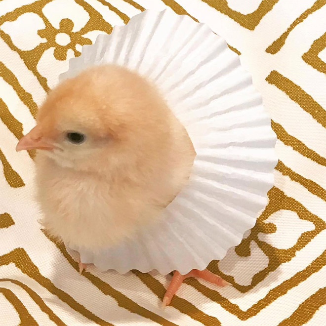 Chicken cupcake tutus.