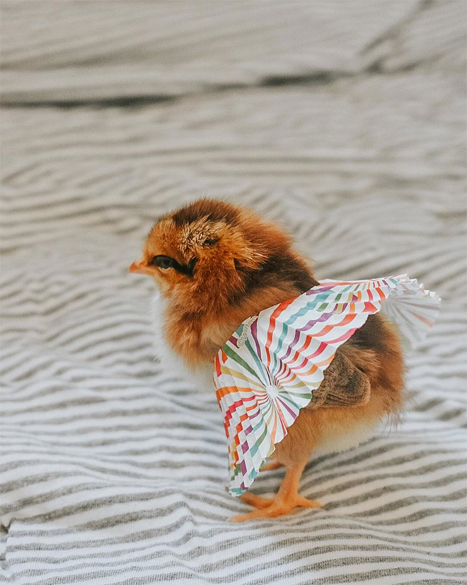 Chicken cupcake tutus.