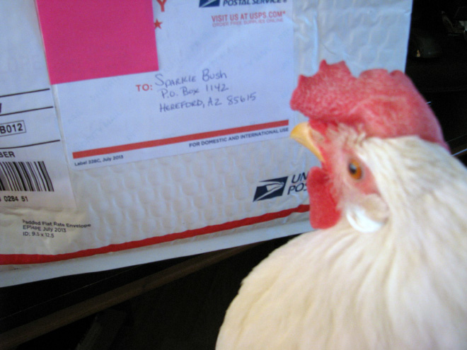 Chicken reading a letter.