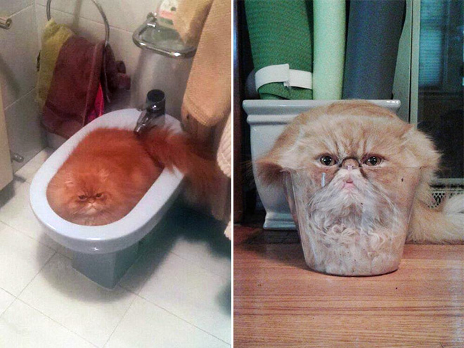 Melting cat.