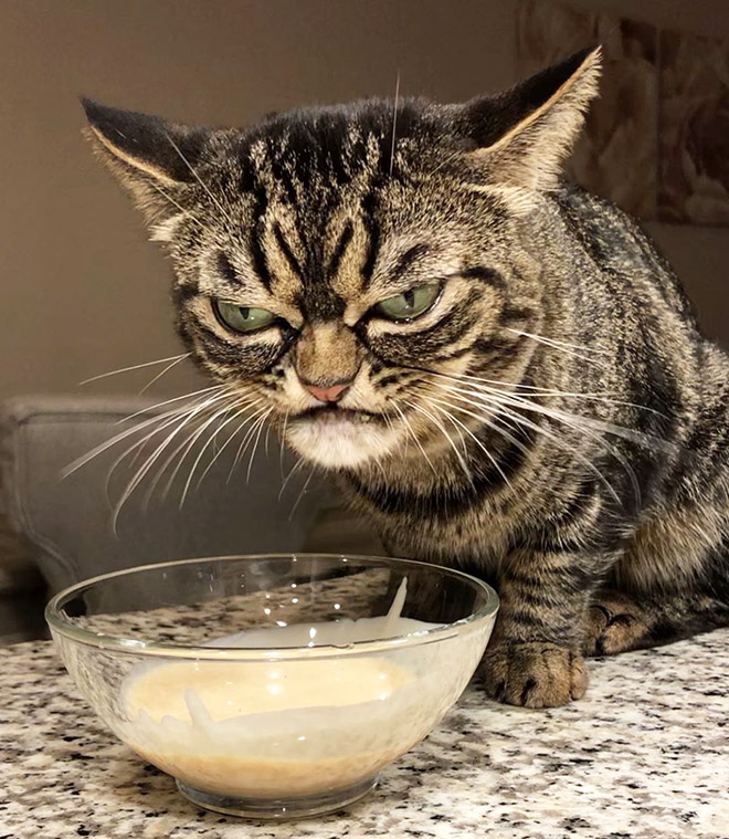 Meet Kitzia: The New Grumpy Cat That Looks Even Angrier Than The Predecessor