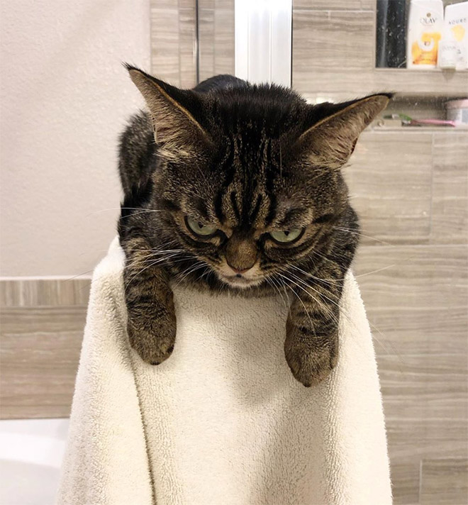 The grumpiest cat ever.