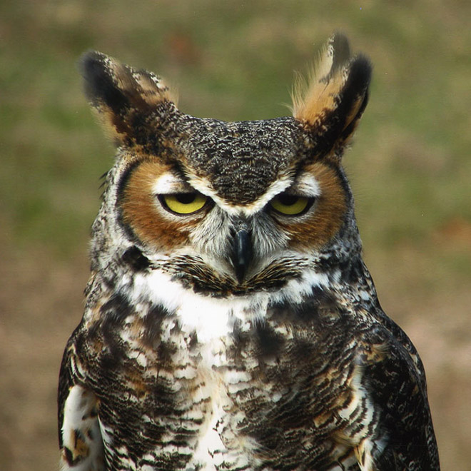 Hungover owl.