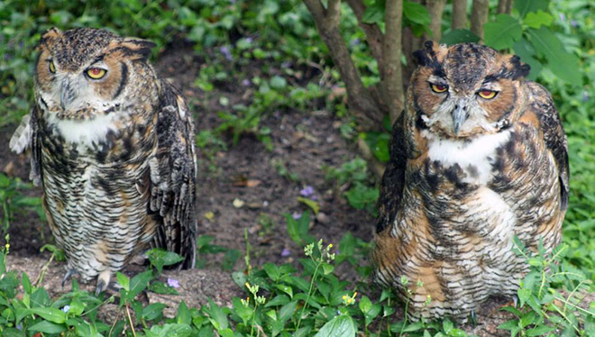 Hungover owls.