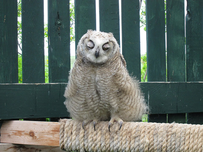 Hungover owl.