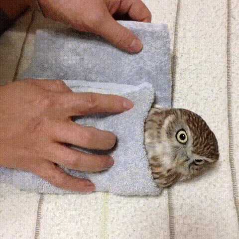 Wrapping owl burrito.