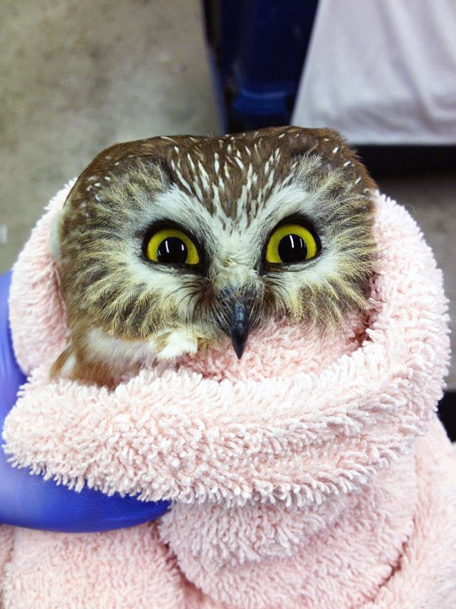 Adorable owl burrito.