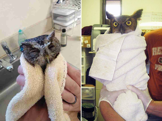 Adorable owl burrito.