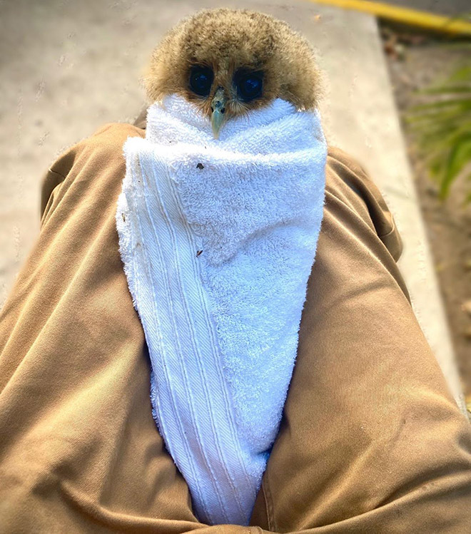 Adorable owl burrito.