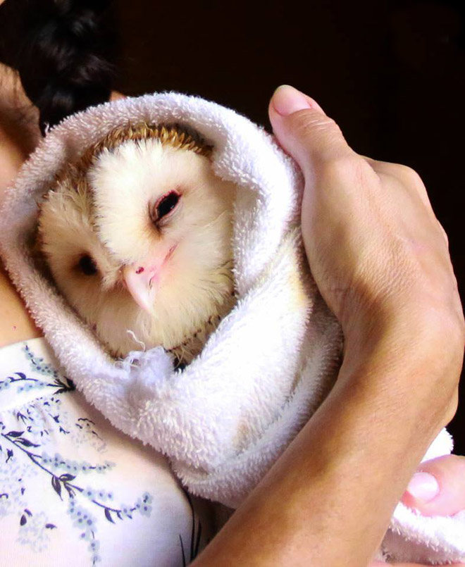 Adorable owl burrito.