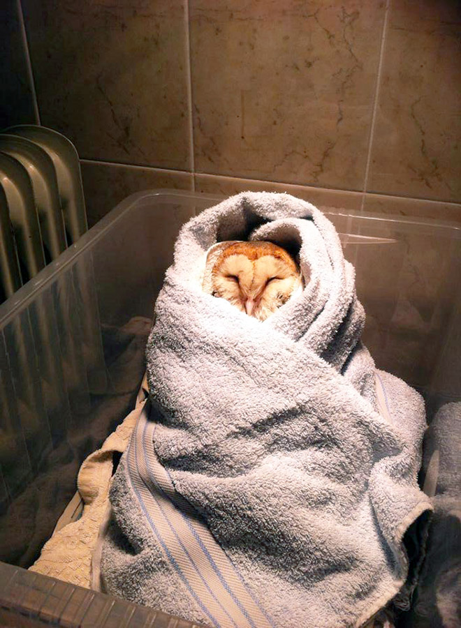 Adorable owl burrito.