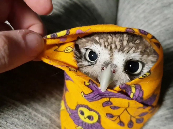 Adorable owl burrito.