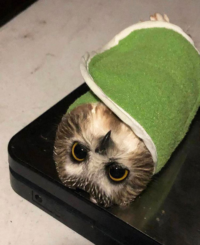 Adorable owl burrito.