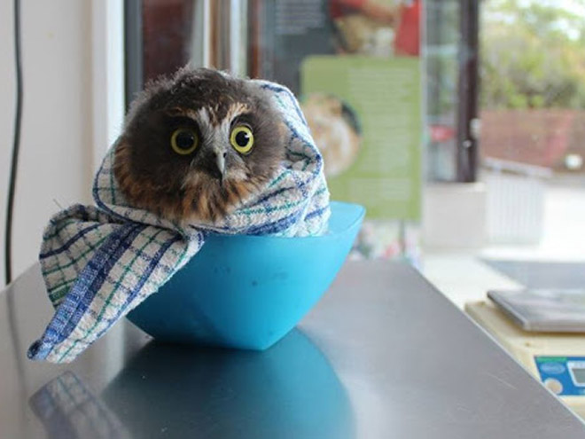 Adorable owl burrito.