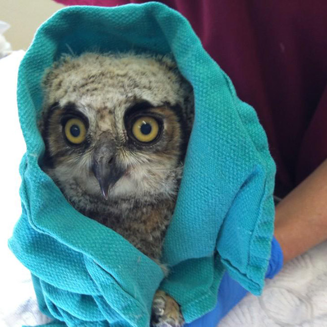 Adorable owl burrito.