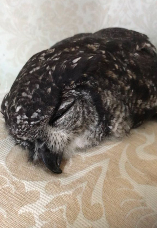 Sleepy owl.