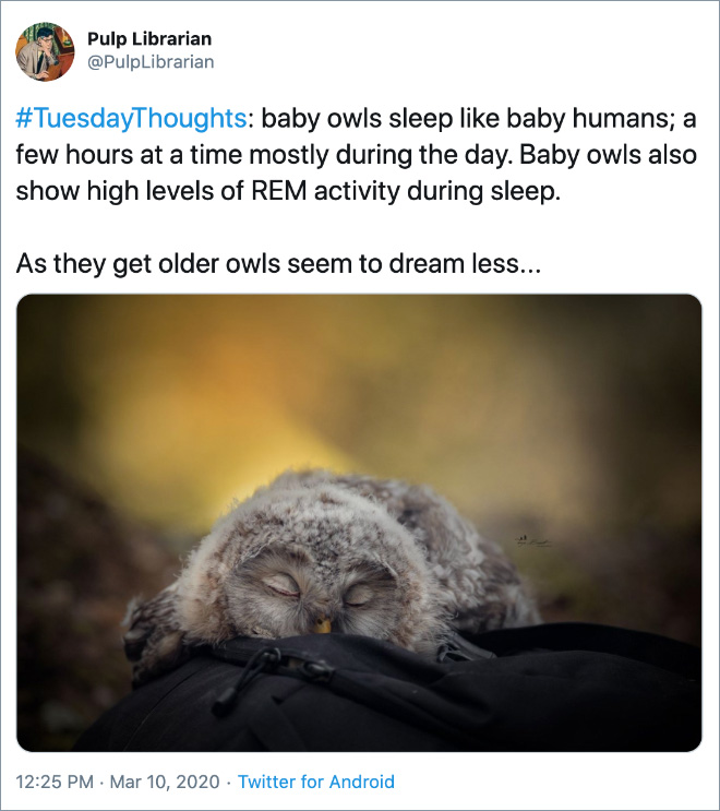 #TuesdayThoughts: baby owls sleep like baby humans; a few hours at a time mostly during the day. Baby owls also show high levels of REM activity during sleep. As they get older owls seem to dream less...