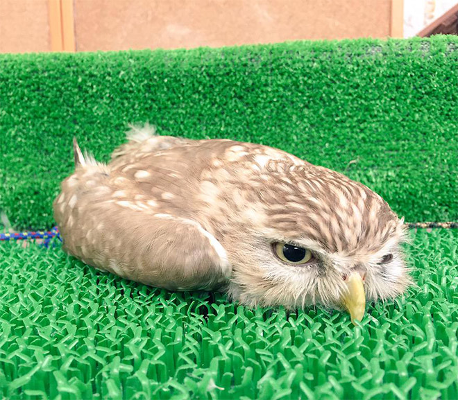 Sleepy baby owl.