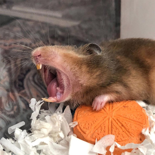 Yawning hamster.