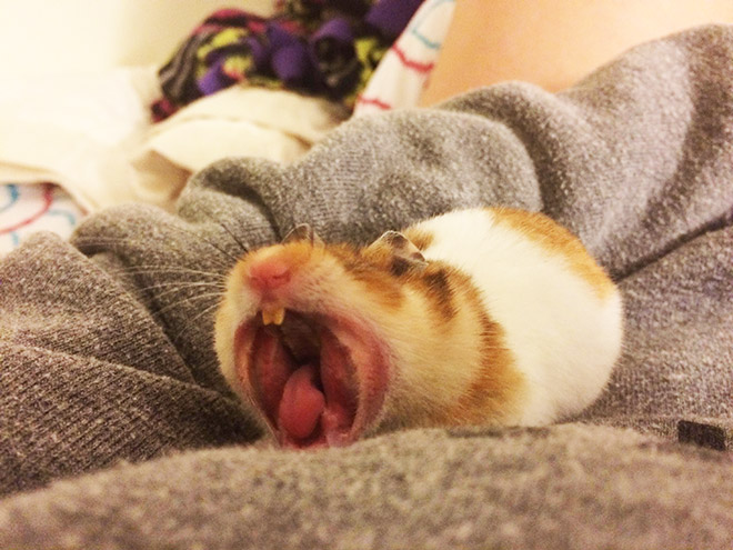 Yawning hamster.