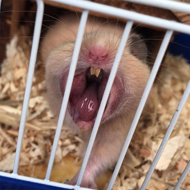 Yawn.