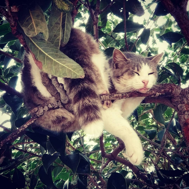 Cat fruit in a tree.