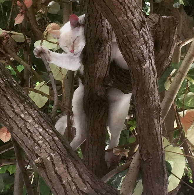 Cat fruit in a tree.