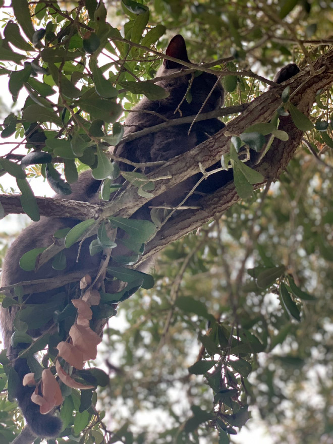 Cat fruit in a tree.