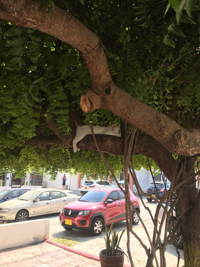 Cat fruit in a tree.