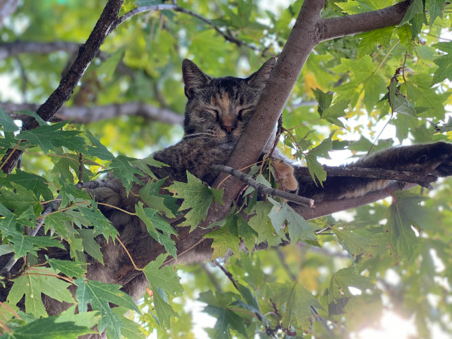 Cat fruit in a tree.