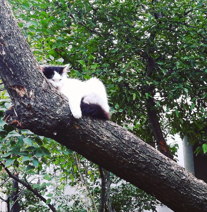 Cat fruit in a tree.