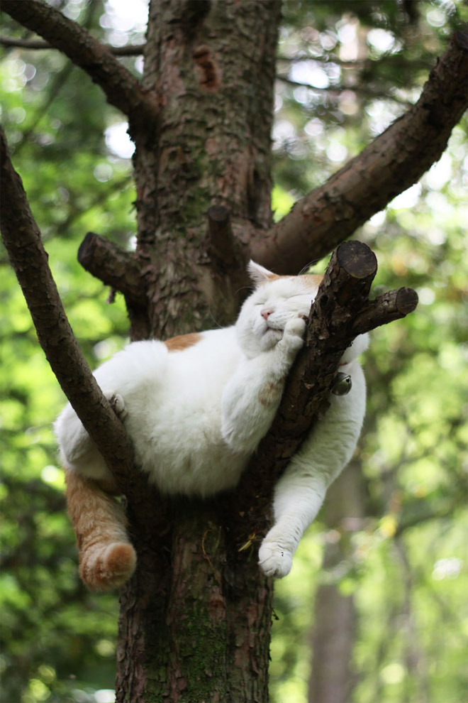 Cat fruit in a tree.