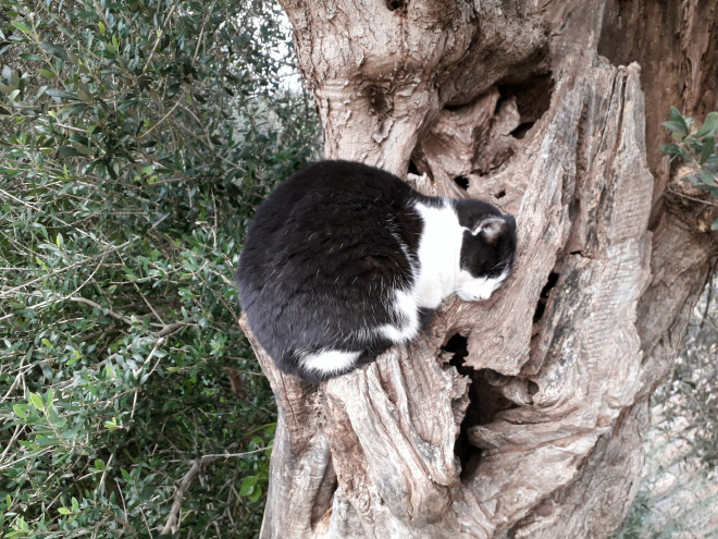 Cat fruit in a tree.