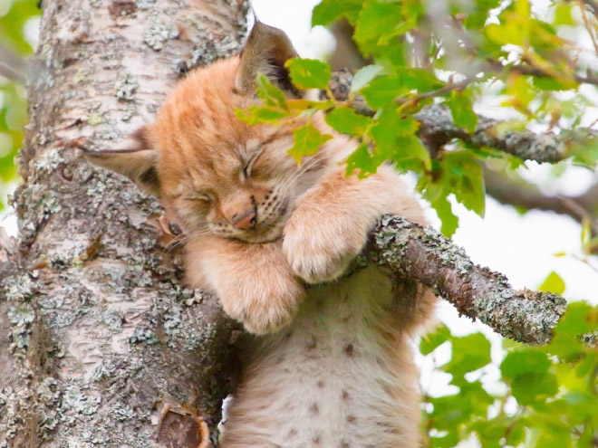 Cat fruit in a tree.