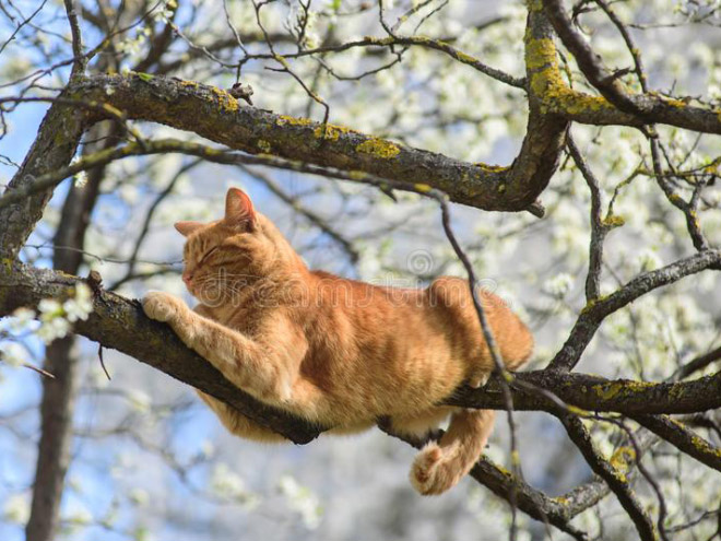 Cat fruit in a tree.