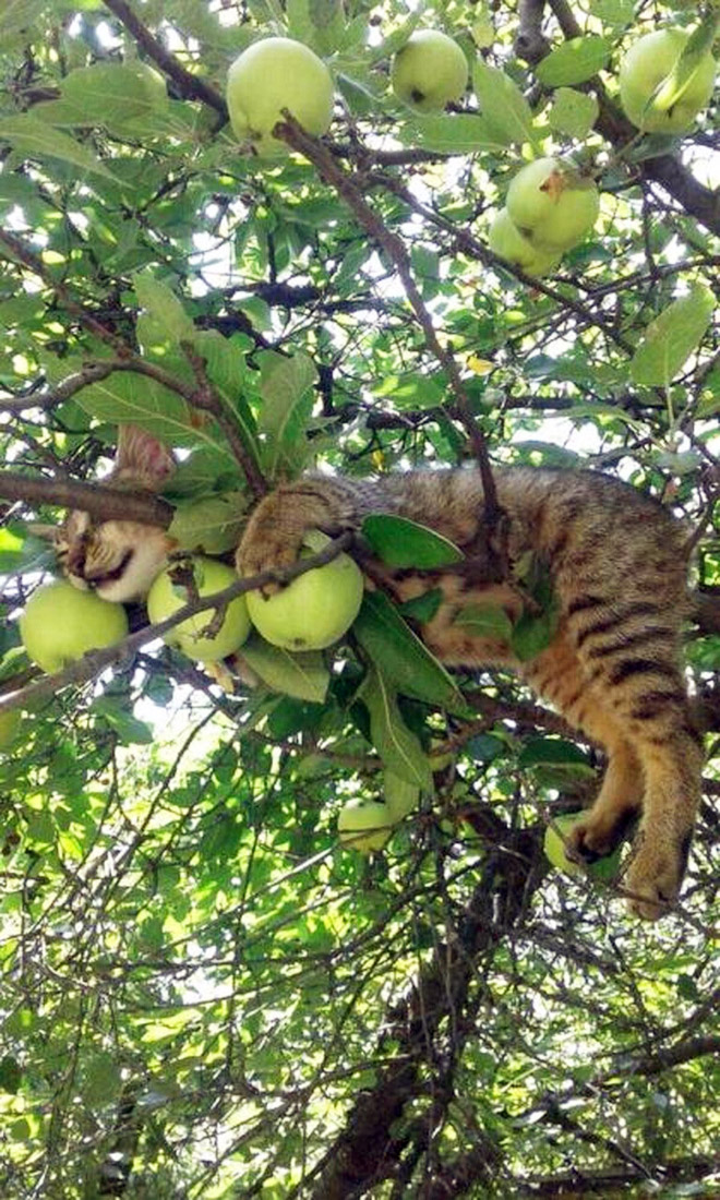 Cat fruit in a tree.