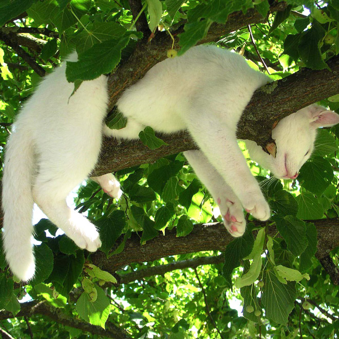 Cat fruit in a tree.