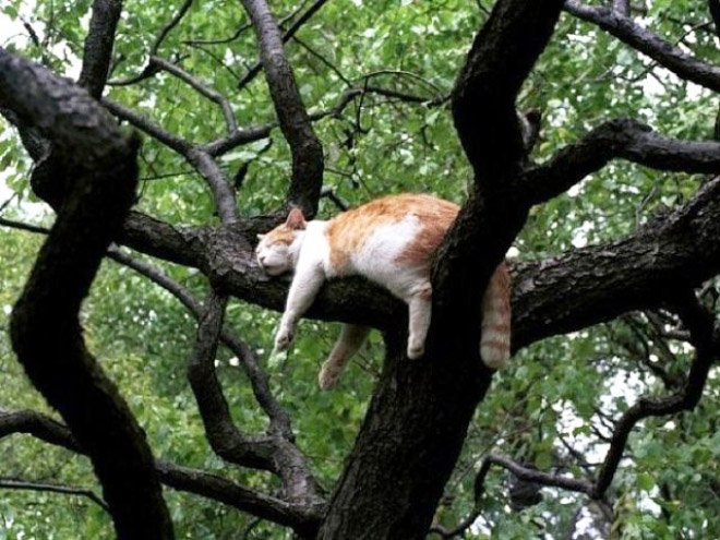 Cat fruit in a tree.