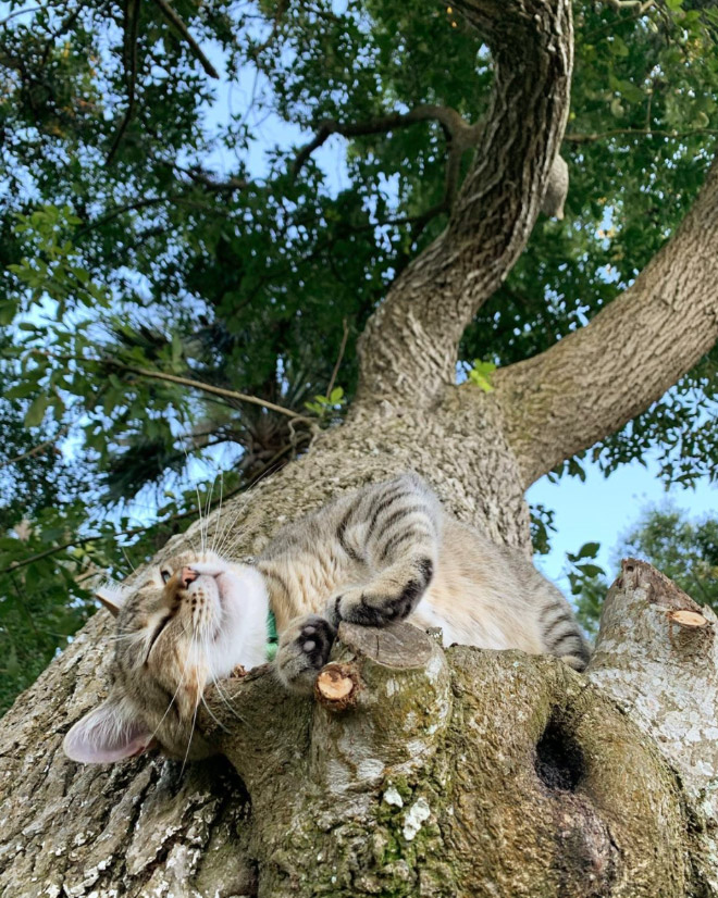 Cat fruit in a tree.