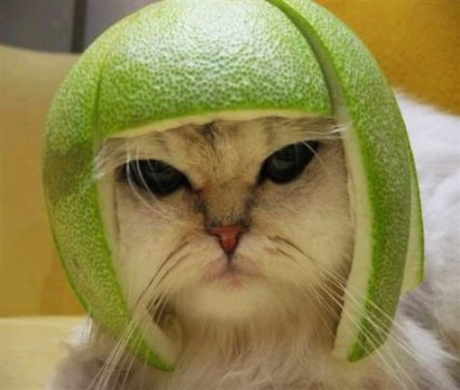 Cat in citrus fruit hat.