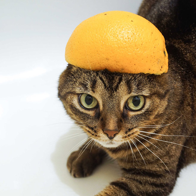 Cat in citrus fruit hat.